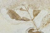 Fossil Ash (Fraxinus) Branch With Leaves - Utah #118000-1